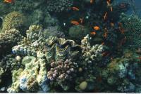 Photo Reference of Coral Sudan Undersea 0025